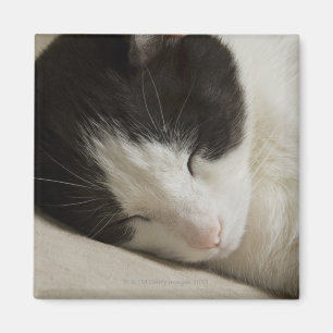 Imán Detalle del retrato de dormir del gato nacional