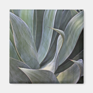 Imán Detalle descolorado de Succulant, 2017