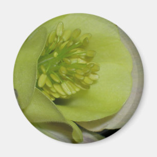 Imán Detalle floral
