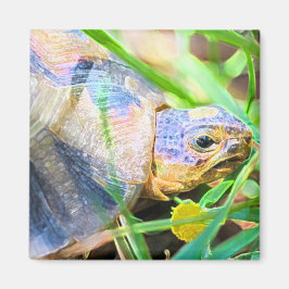 Imán Detalles de la tortuga de barro artificial en Sudá