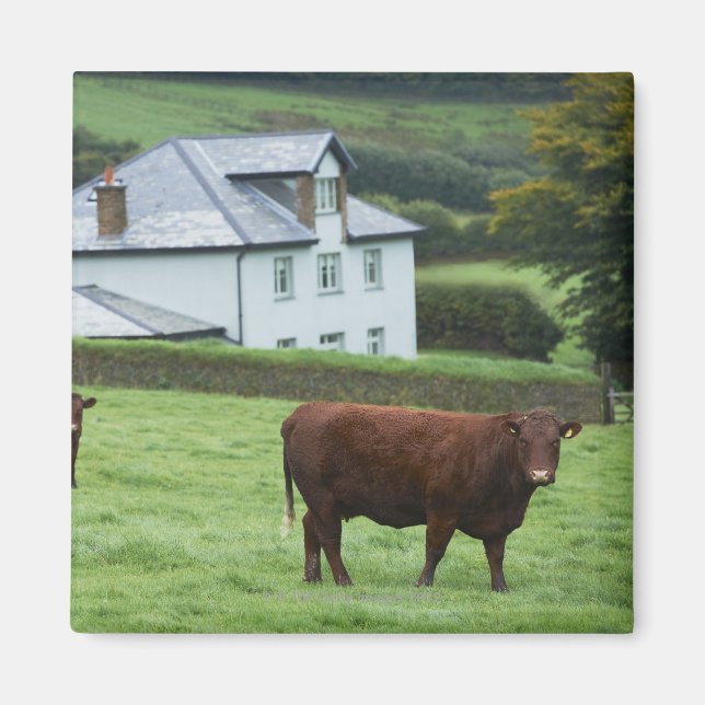 Imán Devon, Inglaterra (Frente)