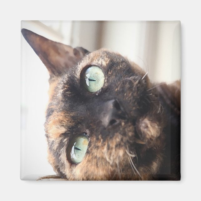 Imán Devon Rex Cat Magnet (Frente)