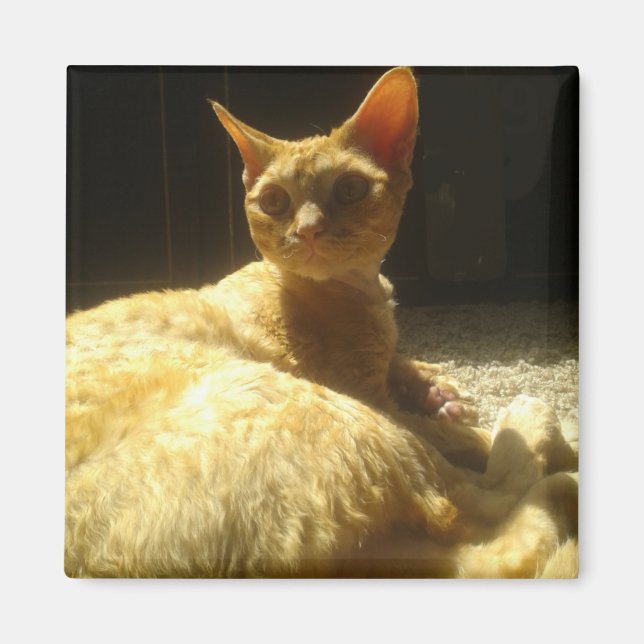 Imán devon rex naranja (Frente)