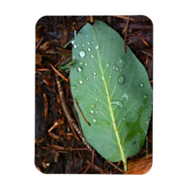 Imán Dew Dappling Leaf