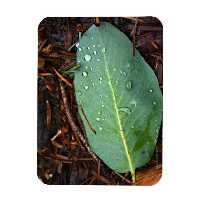 Imán Dew Dappling Leaf (Vertical)