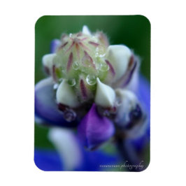 Imán Dew Dappling Lupine