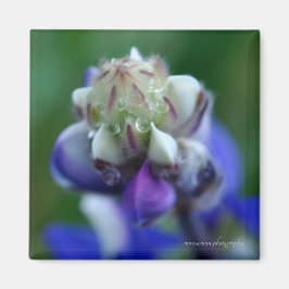 Imán Dew Dappling Lupine