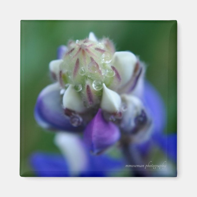 Imán Dew Dappling Lupine (Frente)
