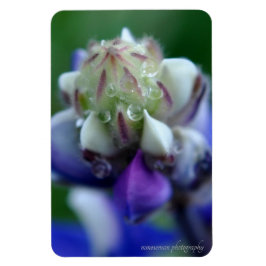 Imán Dew Dappling Lupine