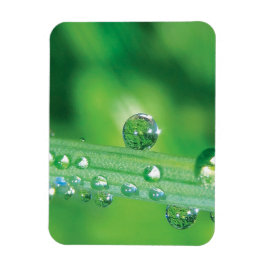 Imán Dew Drop on Green Grass Mediation