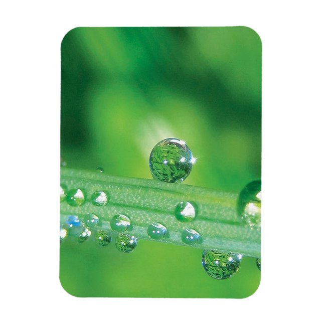Imán Dew Drop on Green Grass Mediation (Vertical)