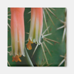 Imán Dew en Aloe Bloom
