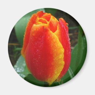 Imán Dew on the Tulip