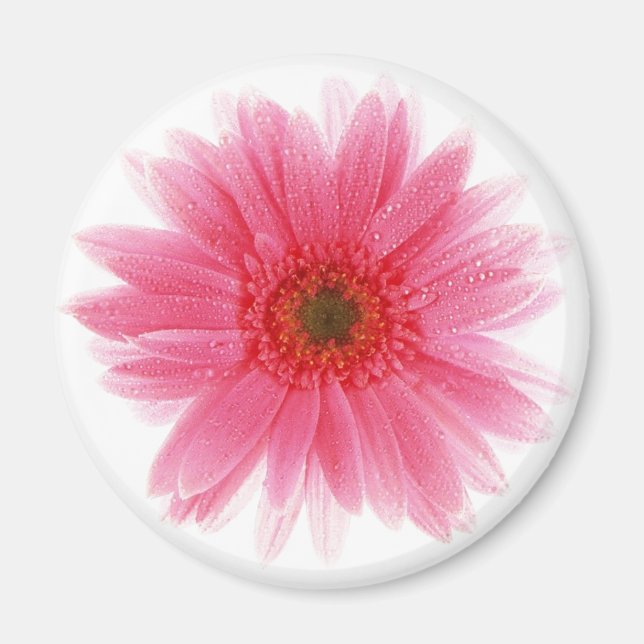 Imán Dewy Pink Gerbera Flower (Frente)