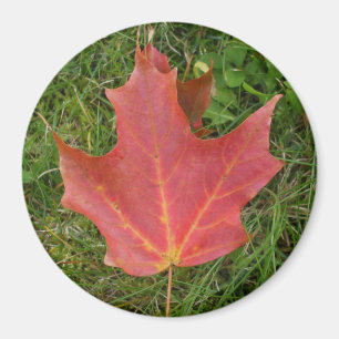 Imán Día de color rojo oscuro de hoja-Canadá del arce