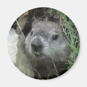 Imán Día de la marmota