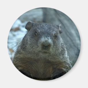 Imán ¡Día de la marmota!