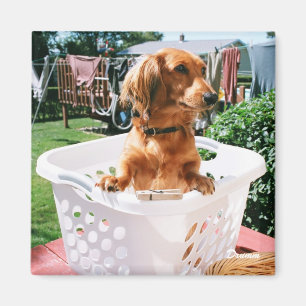 Imán Día de lavado