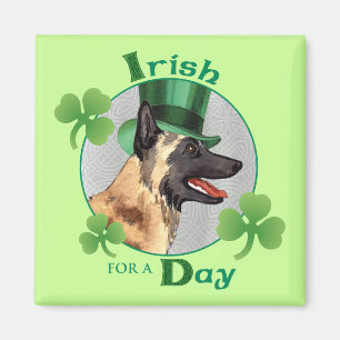 Imán Día de San Patricio Malinois