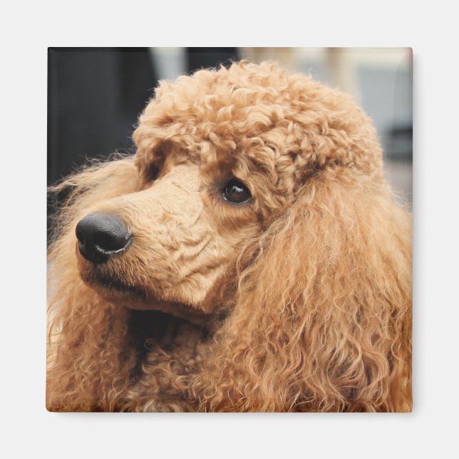 Imán Día del perro caniche 2010 #19 (Frente)