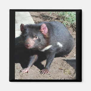 Imán Diablo tasmano