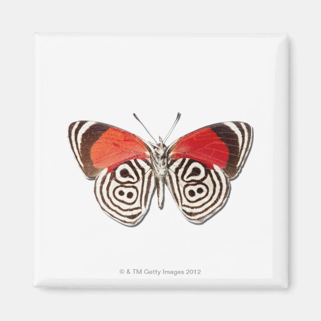 Imán Diaethria clymena (Frente)