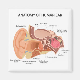 Imán Diagrama anatómico del corazón