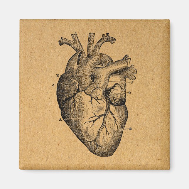 Imán Diagrama cardíaco vintage Ilustracion Arte vintage (Frente)