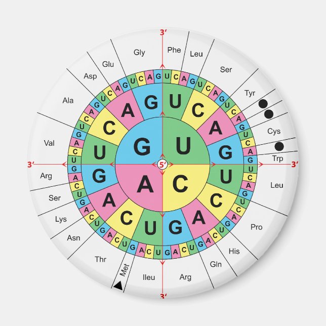 Imán Diagrama de la tabla de la secuencia base de ácido (Frente)