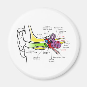 Imán Diagrama del oído humano con asignación de frecuen