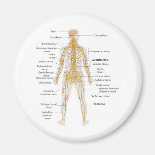 Imán Diagrama del sistema nervioso del cuerpo humano