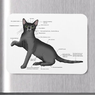 Imán Diagrama divertido de anatomía de gato Humor nerd