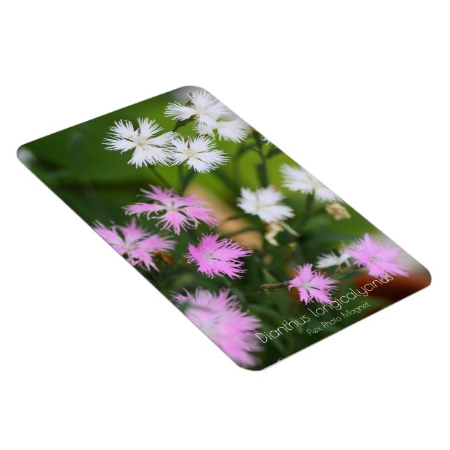 Imán Dianthus longicalycinus [Flex Photo Magnet] (Lado Derecho)