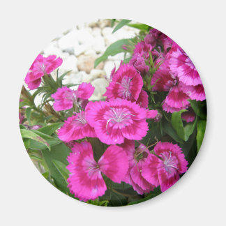 Imán Dianthus rosado/Sweet William