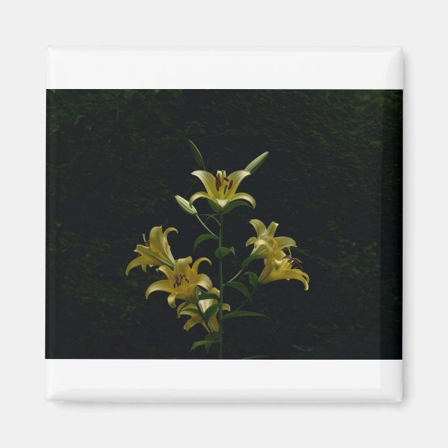 Imán Diarios amarillos brillantes, Tom Wurl (Frente)