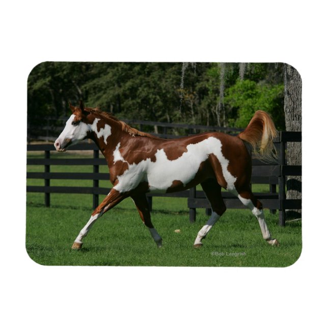 Imán Dibujar caballo corriendo 1 (Horizontal)