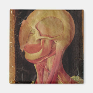 Imán Dibujo anatómico de la cabeza humana