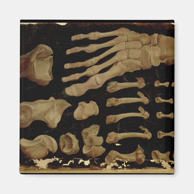 Imán Dibujo anatómico de los huesos del pie (Frente)