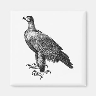 Imán Dibujo de águila negra