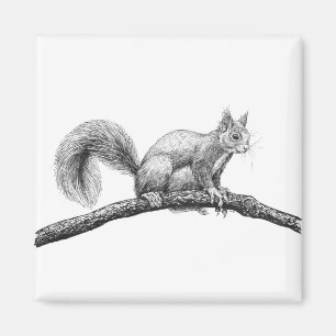 Imán Dibujo de ardillas