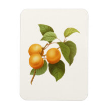 Dibujo de color de agua de albaricoques de Naranja