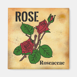 Imán Dibujo de línea de rosa roja estilo papel envejeci