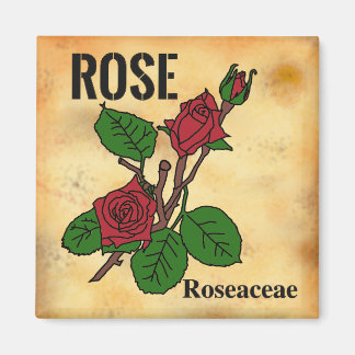 Imán Dibujo de línea de rosa roja estilo papel envejeci