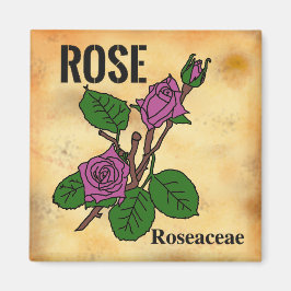 Imán Dibujo de línea de rosa rosa estilo papel envejeci