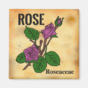 Imán Dibujo de línea de rosa rosa estilo papel envejeci
