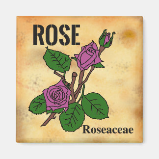 Imán Dibujo de línea de rosa rosa estilo papel envejeci