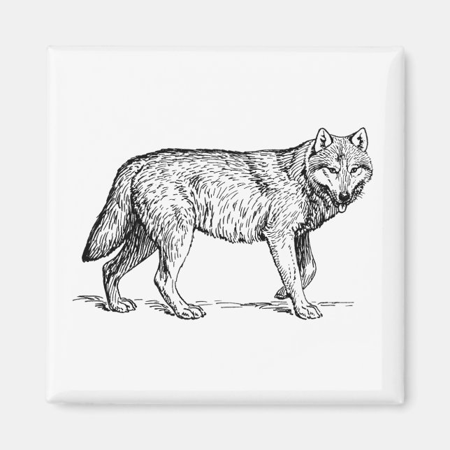 Imán Dibujo de tinta elegante de lobo gris (Frente)