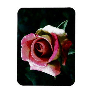 Imán dibujo rosa