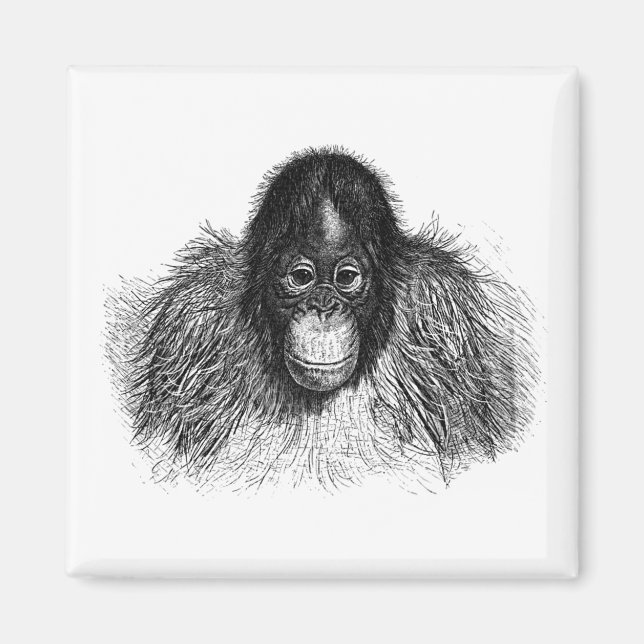 Imán Dibujo suave de simios blanco y negro en orangután (Frente)