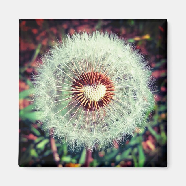 Imán Diente de león (Frente)